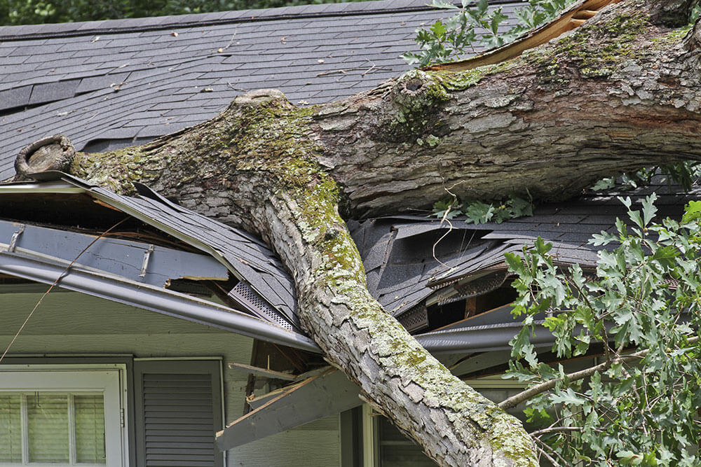 Fallen tree on a house, or an "act of god."